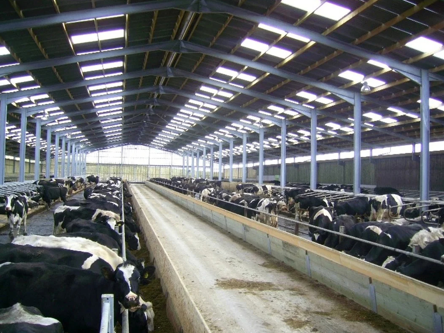 DAIRY SHED